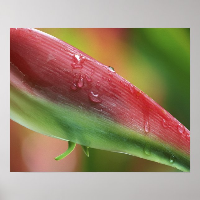 Póster Heliconia Flamingo Rosa (Heliconia chartacea), Hil (Frente)