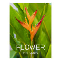 Heliconia Flowers Botanic Plant Garden Design