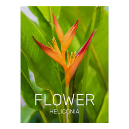Póster Heliconia Flowers Botanic Plant Garden Design