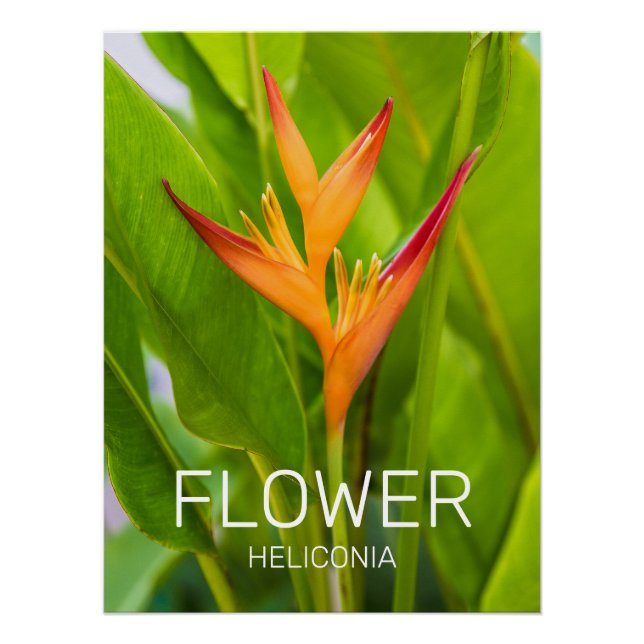 Póster Heliconia Flowers Botanic Plant Garden Design (Anverso)