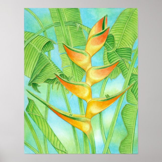 Póster Heliconia hawaiana (Frente)