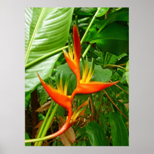 Póster Heliconia hawaiana