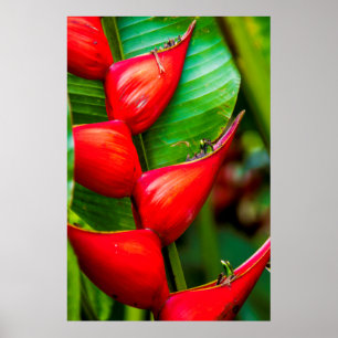 Póster Heliconia, Kauai, Hawai