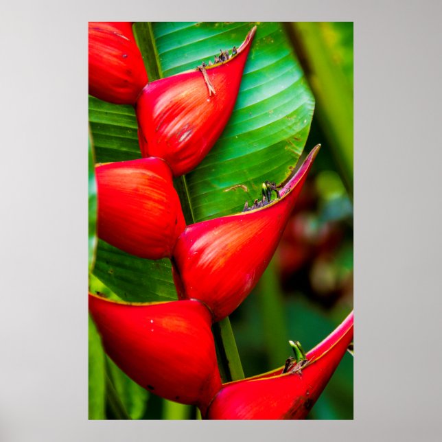 Póster Heliconia, Kauai, Hawai (Frente)