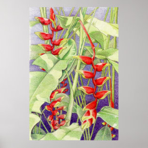 Póster Heliconia Poster