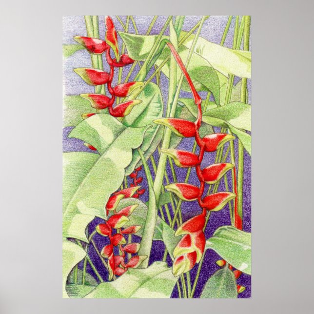 Póster Heliconia Poster (Frente)