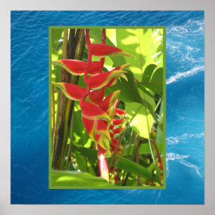 Póster Heliconia rostrata