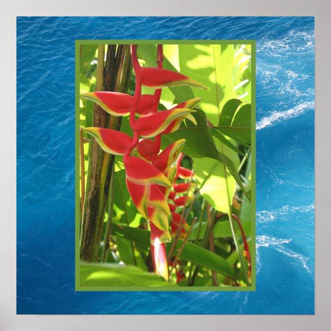 Póster Heliconia rostrata (Frente)