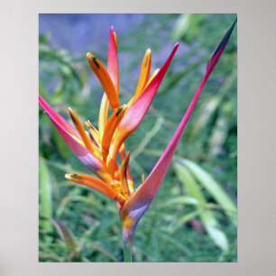 PÓSTER HELICONIA TROPICAL