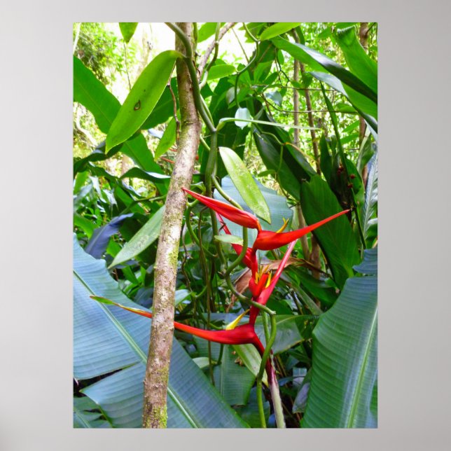 Póster Heliconia y vainilla Orquídea Vina (Frente)