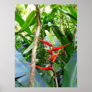 Póster Heliconia y vid de la orquídea de vainilla