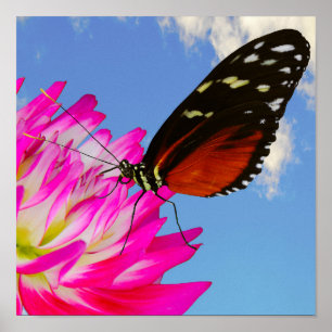 Póster Heliconio eclipsa mariposa en la Dahlia rosa