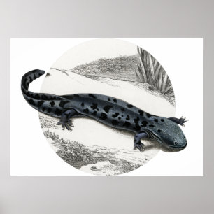 Póster Hellbender Salamander