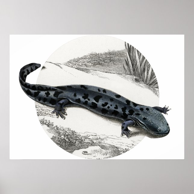 Póster Hellbender Salamander (Frente)