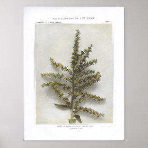 Póster Hellebore blanco estadounidense; Poke indio