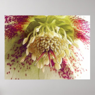 Póster Hellebore blanco y morado