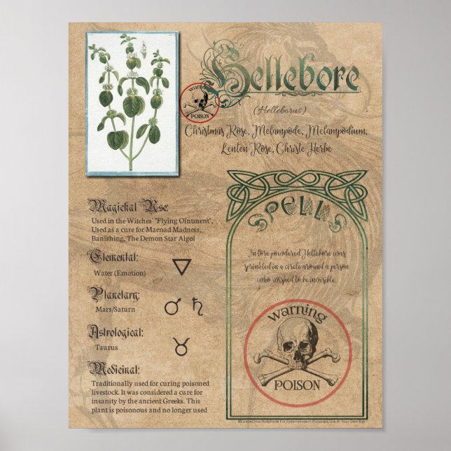 Póster Hellebore Herbal Book of Shadows Pagan Wiccan (Frente)