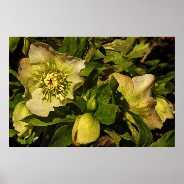 Póster Hellebore Lenten Rosa (Frente)