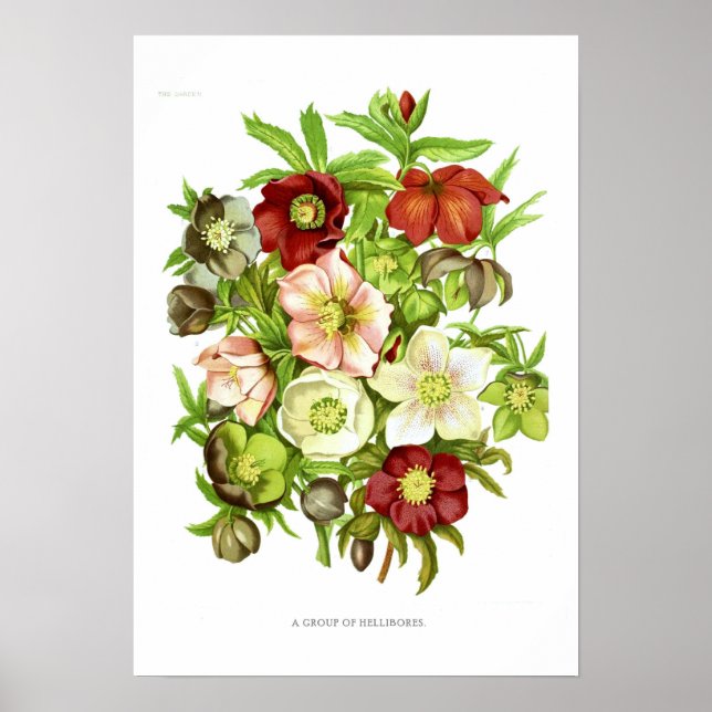 Póster Hellebores (Frente)