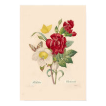 Hellebores y Carnations