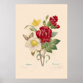 Póster Hellebores y Carnations
