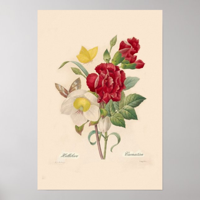 Póster Hellebores y Carnations (Frente)