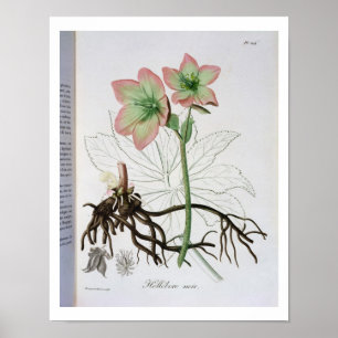 Póster Helleborus Niger de 'Phytographie Medicale' por J.