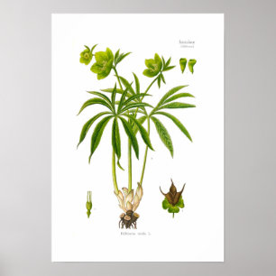 Póster Helleborus viridis