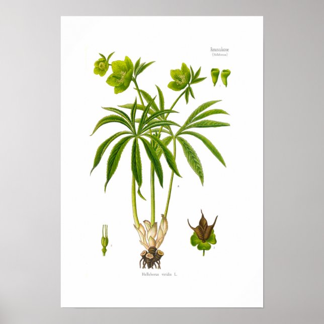 Póster Helleborus viridis (Frente)