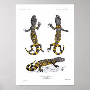 Póster Heloderma Horridum (lagarto moldeado)