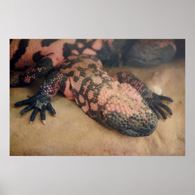 Póster Heloderma suspectum (Frente)