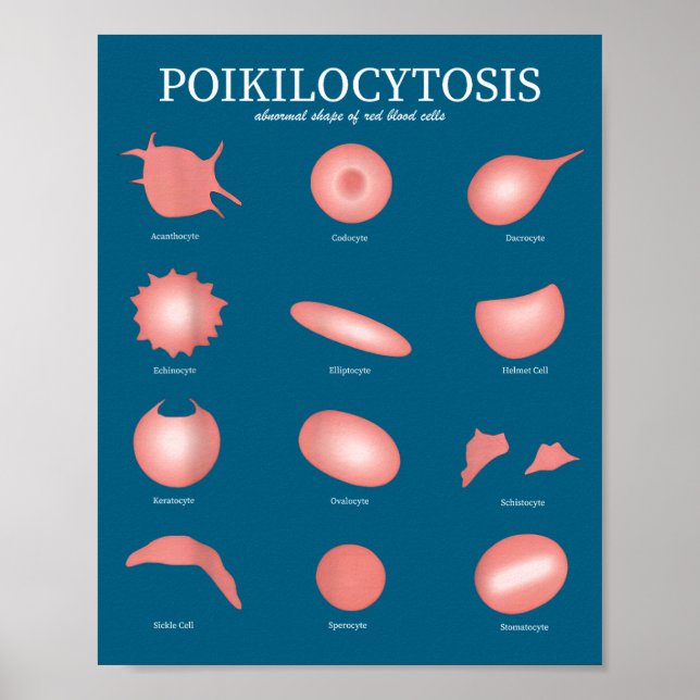 Póster Hematology Red Blood Cell Laboratory Science Hemat (Frente)