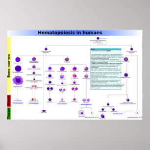 Póster Hematopoyesis en humanos Poster de células troncal