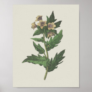 Póster Hembane Wildflower Botánico