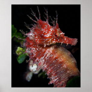 Póster Hembra Begur del potro del Seahorse el  