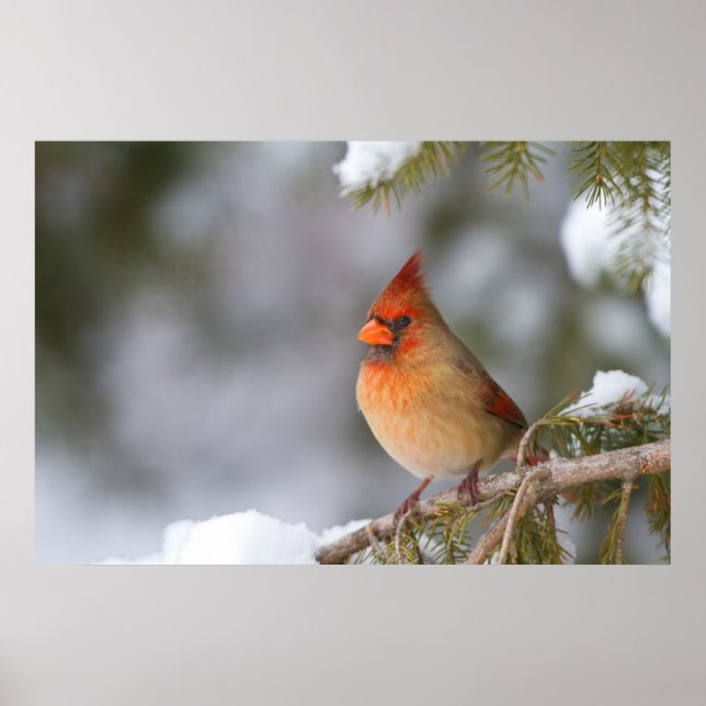 Póster Hembra cardenal del norte en árbol de abeto en inv (Frente)