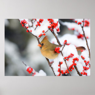 Póster hembra de cardenal norteño en Common Winterberry