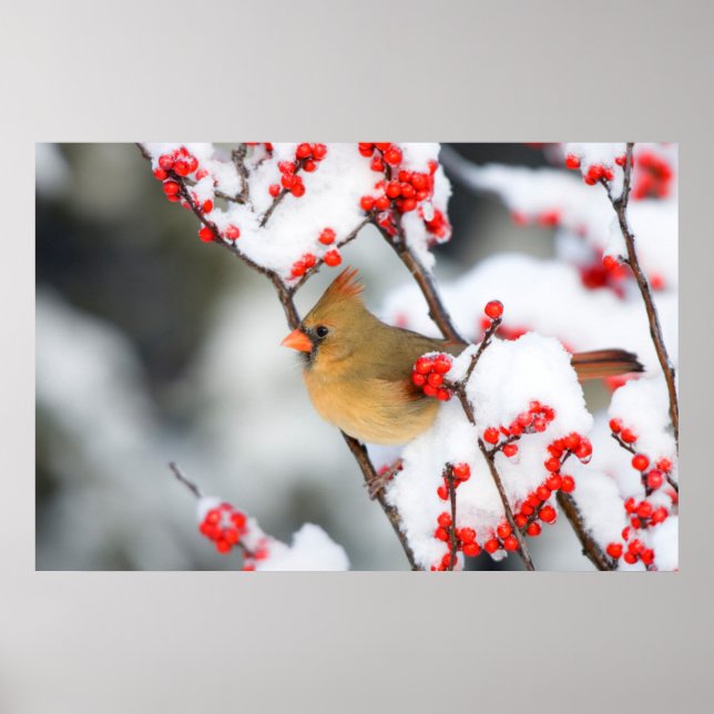 Póster hembra de cardenal norteño en Common Winterberry (Frente)
