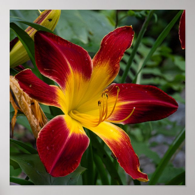 Póster Hemerocallis (Frente)