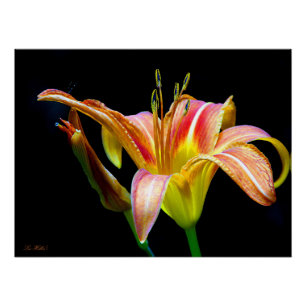 Póster Hemerocallis Salvaje en una caminata oscura por la