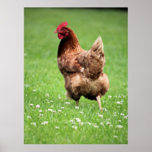 Póster Hen