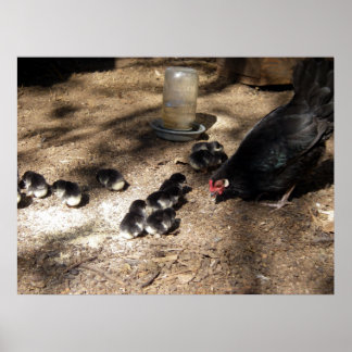 Póster Hen And Baby Chicks Poster