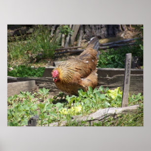 Póster Hen poster