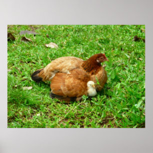 Póster Hen y Chick