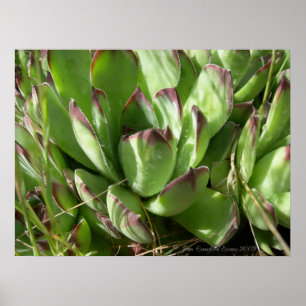 Póster Hen y pollitos (Sempervivum)