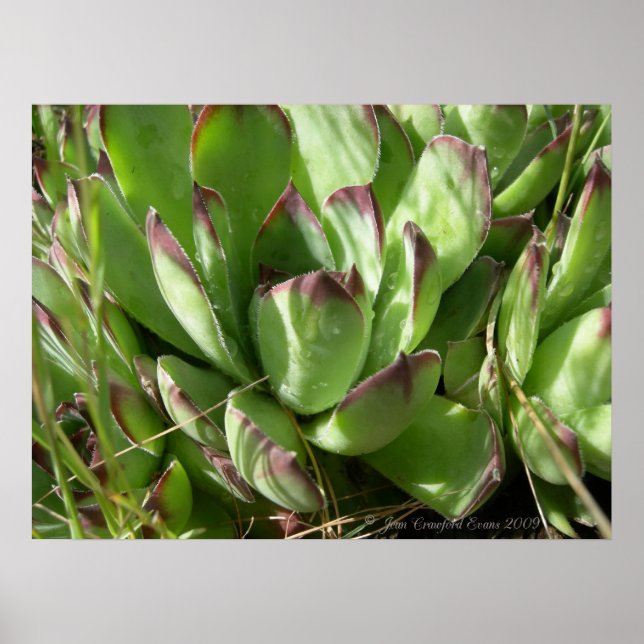 Póster Hen y pollitos (Sempervivum) (Frente)