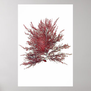 Póster Henry Bradbury " s presionó la alga marina octava