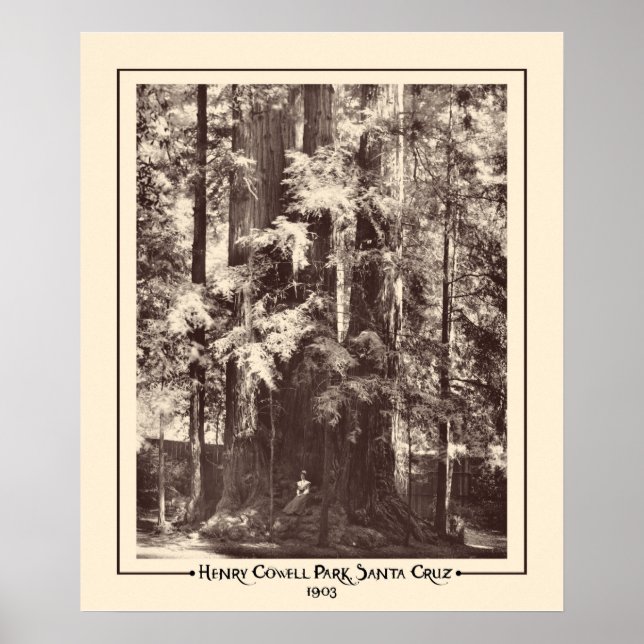 Póster Henry Cowell Park, Santa Cruz, California, 1903 (Frente)
