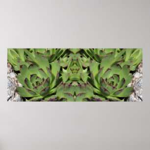 Póster Hens And Chicks Garden Succulum Resumen