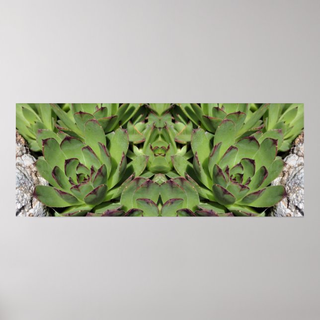 Póster Hens And Chicks Garden Succulum Resumen (Frente)